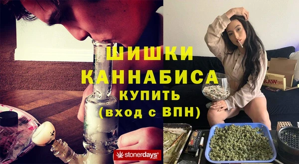 сатива Новозыбков