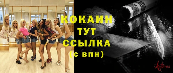 сатива Новозыбков